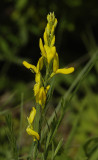Genista tinctoria.