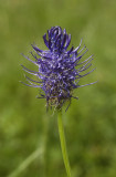 Phyteuma  spicatum subsp. nigrum. Close-up.