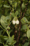 Vaccinium uliginosum. Closer.