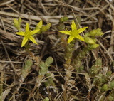 Sedum acre.