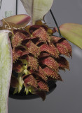 Bulbophyllum phalaenopsis Marja.