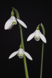 Galanthus reginae-olgae. Closer.