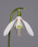 Galanthus reginae-olgae. Close-up.