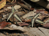 Goodyera reticulata.