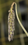 Bulbophyllum lemniscatoides.