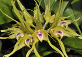 Bulbophyllum virescens Close-up.