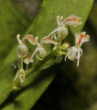 Liparis rhombea.