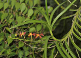 Renanthera auyongii