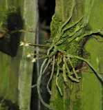 Taeniophyllum obtusum.