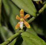 Trichoglottis orchidea. Close-up.