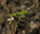 Podochilus spec. Closer-up.