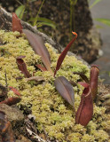 Nepenthes albomarginata. Young plant.
