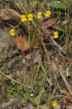 Utricularia involvens