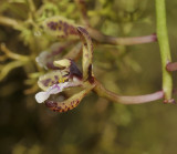 Acriopsis ridleyi. Close-up side.