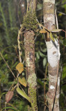 Bulbophyllum cheiropetalum.