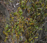 Coelogyne species on the rocks.