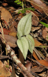 Liparis or Crepidium spec.