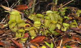Nepenthes ampullaria. Green form.