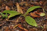 Nepenthes ampullaria. New growth.