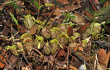 Nepenthes ampullaria. Speckled form.