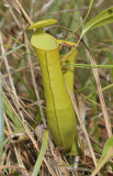 Nepenthes gracilis. Close-up.