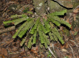Agrostophyllum spec.