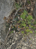Habitat of Paphiopedilum niveum.