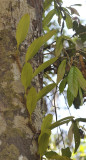 Bulbophyllum affine.