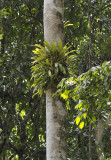 Bulbophyllum lobbii.