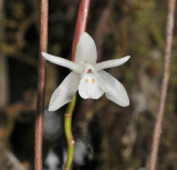 Coelogyne stenochila. Close-up.