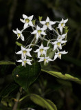 Argostemma. sp