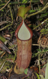 Nepenthes macfarlanei x sanguinea.