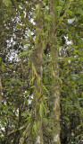 Oberonia in tree.