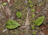 Plathanthera spec. Foliage.