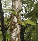 Coelogyne tomentosa