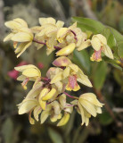 Dilochia cantleyi. Close-up.