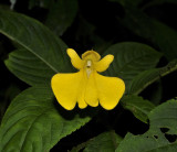 Impatiens oncidioides.
