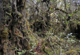 Mossy forest.