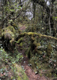 Mossy forest.