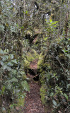 Mossy forest.