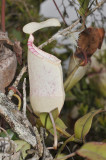 Nepenthes macfarlanei. Upper pitcher.
