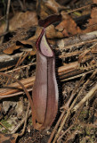 Nepenthes sanguinea.