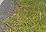 Spiranthes sinensis at the roadside.