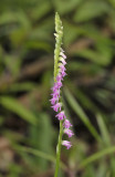 Spiranthes sinensis. Closer-up.