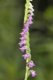 Spiranthes sinensis. Close-up.