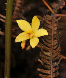Spathoglottis aurea.