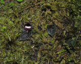 Corybas pictus