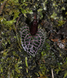 Corybas pictus in fruit.