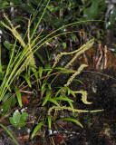 Dendrochilum.