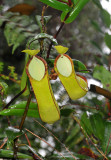 Nepenthes tentaculata. Upper pitchers.